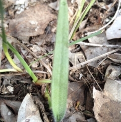 Caladenia atrovespa at Black Mountain - 16 Aug 2014