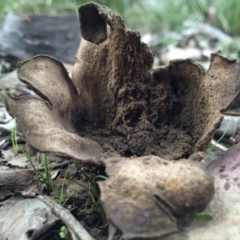 Scleroderma sp. (Scleroderma) at Black Mountain - 16 Aug 2014 by AaronClausen