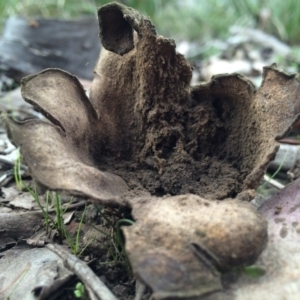 Scleroderma sp. at Canberra Central, ACT - 16 Aug 2014