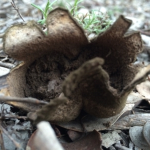 Scleroderma sp. at Canberra Central, ACT - 16 Aug 2014 01:59 PM