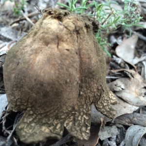 Scleroderma sp. at Canberra Central, ACT - 16 Aug 2014