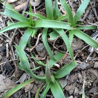 Luzula densiflora (Dense Wood-rush) at Canberra Central, ACT - 16 Aug 2014 by AaronClausen