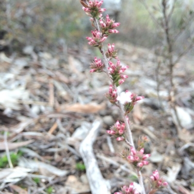 Styphelia attenuata (Small-leaved Beard Heath) at Canberra Central, ACT - 16 Aug 2014 by AaronClausen