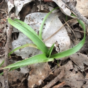 Luzula densiflora at Canberra Central, ACT - 16 Aug 2014