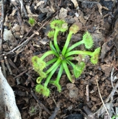 Drosera gunniana at Canberra Central, ACT - 16 Aug 2014 01:24 PM