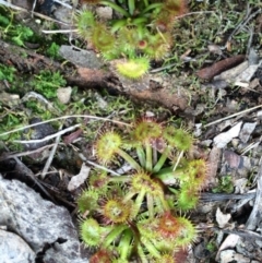 Drosera gunniana at Canberra Central, ACT - 16 Aug 2014 01:24 PM