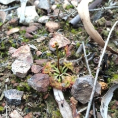 Drosera gunniana at Canberra Central, ACT - 16 Aug 2014