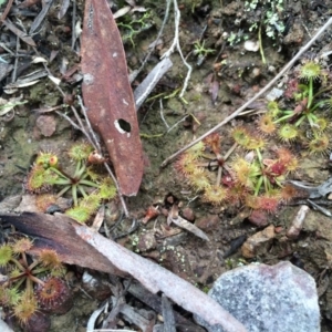 Drosera gunniana at Canberra Central, ACT - 16 Aug 2014