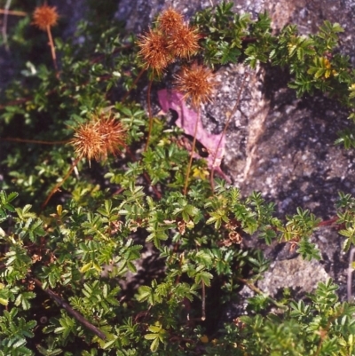 Acaena novae-zelandiae (Bidgee Widgee) at Rob Roy Range - 10 Mar 2000 by michaelb