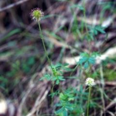 Acaena novae-zelandiae (Bidgee Widgee) at Tuggeranong Hill - 25 Nov 2000 by michaelb