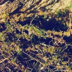 Acaena novae-zelandiae (Bidgee Widgee) at Tuggeranong Hill - 14 Jul 2000 by michaelb