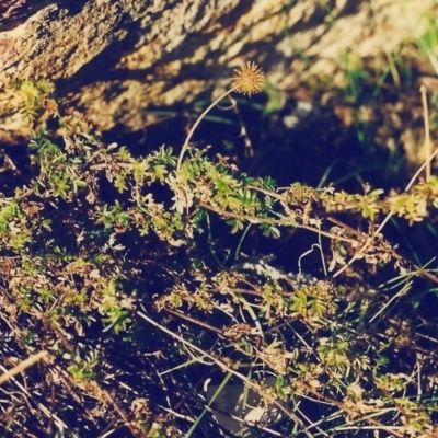 Acaena novae-zelandiae (Bidgee Widgee) at Conder, ACT - 14 Jul 2000 by michaelb