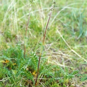 Acaena x ovina at Conder, ACT - 17 Oct 1999