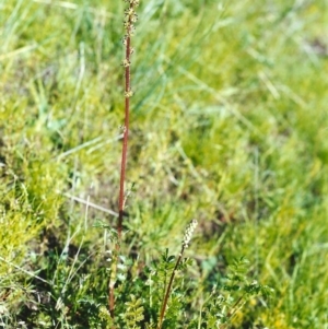 Acaena x ovina at Theodore, ACT - 22 Oct 1999