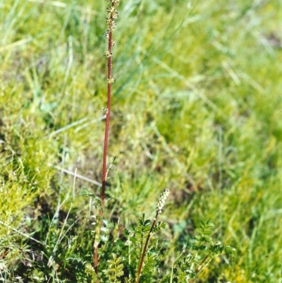 Acaena x ovina (Sheep's Burr) at Theodore, ACT - 22 Oct 1999 by MichaelBedingfield