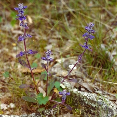 Ajuga australis (Austral Bugle) at Conder, ACT - 20 Nov 1999 by michaelb