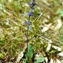 Ajuga australis at Conder, ACT - 20 Nov 1999