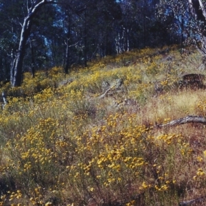 Xerochrysum viscosum at Calwell, ACT - 31 Dec 2000