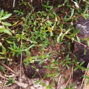 Alternanthera denticulata at Conder, ACT - 25 Jan 2000