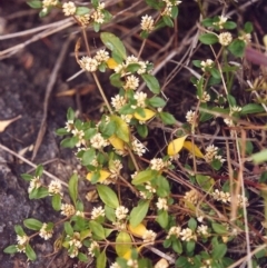 Alternanthera sp. A Flora of NSW (M. Gray 5187) J. Palmer at Conder, ACT - 25 Jan 2000 by MichaelBedingfield