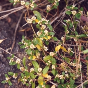 Alternanthera sp. A Flora of NSW (M. Gray 5187) J. Palmer at Conder, ACT - 25 Jan 2000 12:00 AM