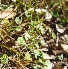 Asperula conferta (Common Woodruff) at Conder, ACT - 21 Oct 1999 by michaelb