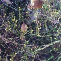 Cassytha pubescens (Devil's Twine) at Rob Roy Range - 18 Jan 2001 by michaelb