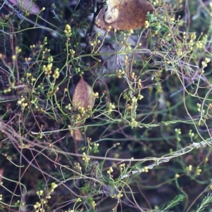 Cassytha pubescens at Conder, ACT - 19 Jan 2001