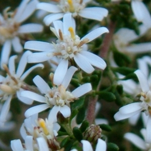 Olearia microphylla at Bruce, ACT - 18 Aug 2014