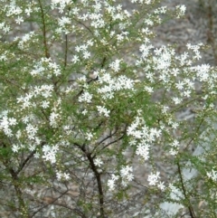 Olearia microphylla at Bruce, ACT - 18 Aug 2014