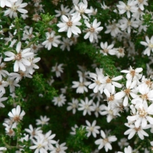 Olearia microphylla at Bruce, ACT - 18 Aug 2014