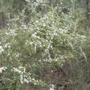 Olearia microphylla at Bruce, ACT - 18 Aug 2014