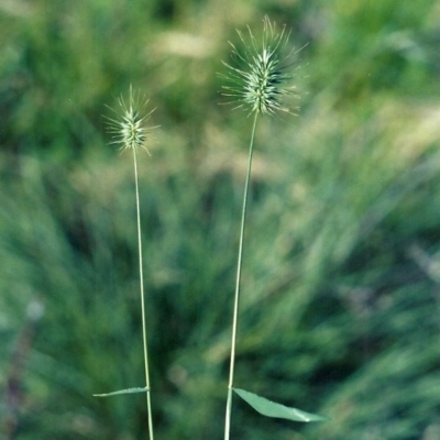 Echinopogon cheelii (Longflower Hedgehog Grass) at Greenway, ACT - 12 Nov 2007 by michaelb