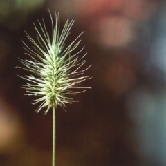 Echinopogon cheelii (Longflower Hedgehog Grass) at Greenway, ACT - 1 Dec 2010 by MichaelBedingfield