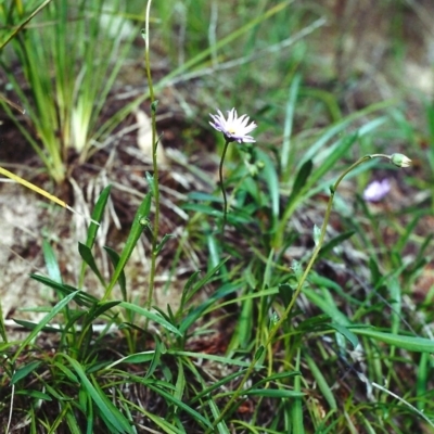 Calotis scabiosifolia var. integrifolia (Rough Burr-daisy) at Conder, ACT - 4 Nov 2000 by MichaelBedingfield