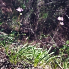 Calotis scabiosifolia var. integrifolia at Conder, ACT - 4 Nov 2000