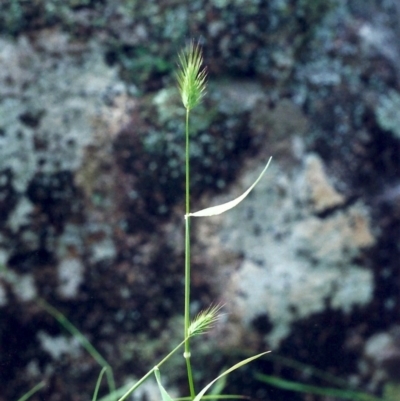 Echinopogon ovatus (Forest Hedgehog Grass) at Conder, ACT - 12 Nov 2000 by michaelb
