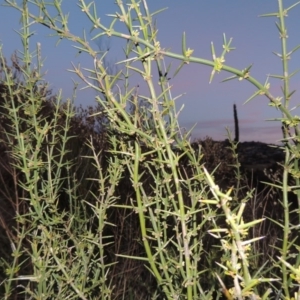 Discaria pubescens at Paddys River, ACT - 19 Aug 2014