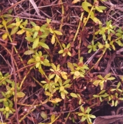 Centipeda minima subsp. minima (Spreading Sneezeweed) at Tuggeranong Hill - 3 Mar 2000 by michaelb