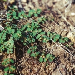 Euphorbia dallachyana (Mat Spurge, Caustic Weed) at Tuggeranong Hill - 23 Feb 2002 by michaelb