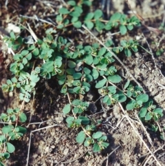 Euphorbia dallachyana at Conder, ACT - 24 Feb 2002