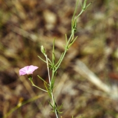 Convolvulus angustissimus subsp. angustissimus (Australian Bindweed) at Conder, ACT - 7 Dec 2000 by MichaelBedingfield
