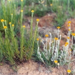 Chrysocephalum apiculatum (Common Everlasting) at Paddys River, ACT - 20 Oct 2003 by MichaelBedingfield