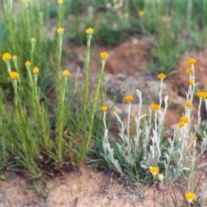 Chrysocephalum apiculatum at Paddys River, ACT - 20 Oct 2003