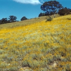 Chrysocephalum apiculatum (Common Everlasting) at Conder, ACT - 3 Dec 1999 by michaelb