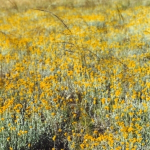 Chrysocephalum apiculatum at Conder, ACT - 4 Dec 1999