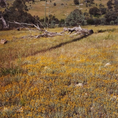 Chrysocephalum apiculatum (Common Everlasting) at Tuggeranong Hill - 11 Dec 1999 by michaelb