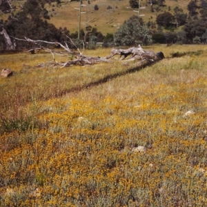 Chrysocephalum apiculatum at Theodore, ACT - 12 Dec 1999