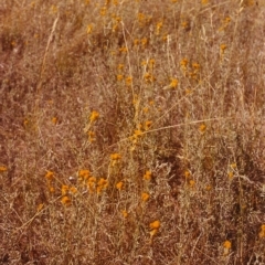 Chrysocephalum apiculatum (Common Everlasting) at Tuggeranong Hill - 9 Feb 1999 by michaelb