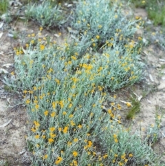 Chrysocephalum apiculatum (Common Everlasting) at Conder, ACT - 14 Nov 1999 by MichaelBedingfield